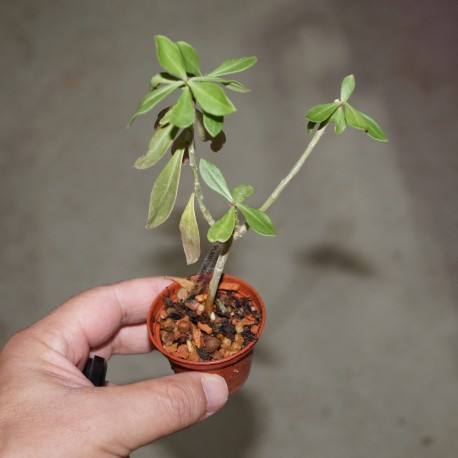 Talinum sp. Pichimwenga ex PLANTEMANIA (SDL 526)