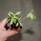 Talinum sp. Pichimwenga ex PLANTEMANIA (SDL 526)