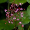 Talinum paniculatum