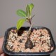 Talinum paniculatum