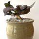 Euphorbia francoisii Abalone modern hybrid
