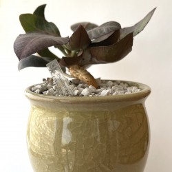 Euphorbia francoisii Abalone modern hybrid