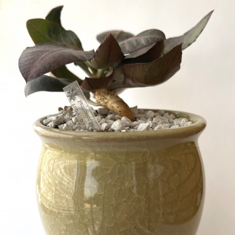 Euphorbia francoisii Abalone modern hybrid