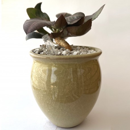 Euphorbia francoisii Abalone modern hybrid