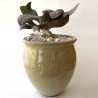 Euphorbia francoisii Abalone modern hybrid