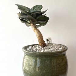 Euphorbia francoisii SemiivyI