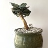 Эуфорбия Euphorbia francoisii SemiivyI modern hybrid
