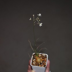 Птицемлечник Ornithogalum sardienii