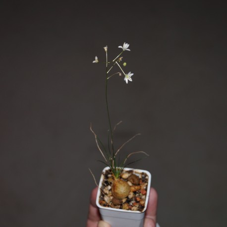 Птицемлечник Ornithogalum sardienii