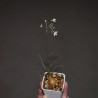 Ornithogalum sardienii