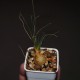 Птицемлечник Ornithogalum sardienii