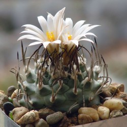 Turbinicarpus klinkerianus