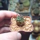 Turbinicarpus klinkerianus