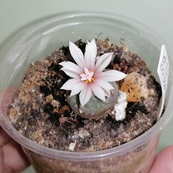 Turbinicarpus polaskii