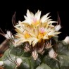 Turbinicarpus swobodae