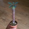 Эуфорбия Euphorbia pachypodioides