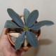 Euphorbia pachypodioides