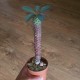 Euphorbia pachypodioides
