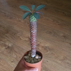 Euphorbia pachypodioides