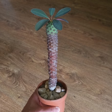 Euphorbia pachypodioides