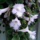 Синингия Sinningia speciosa