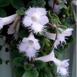 Синингия Sinningia speciosa
