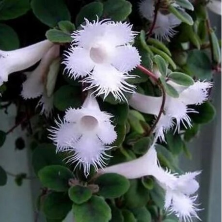 Синингия Sinningia speciosa