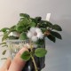 Синингия Sinningia speciosa