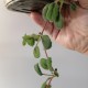 Синингия Sinningia speciosa