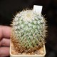 Mammillaria yucatensis