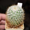 Mammillaria yucatensis