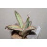 Agave lophantha quadricolor