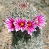 Mammillaria microcarpa