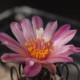 Turbinicarpus roseiflorus