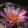 Turbinicarpus roseiflorus