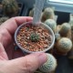 Turbinicarpus roseiflorus