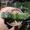 Haworthia truncata