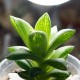 Haworthia turgida x cymbiformis 