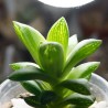 Haworthia turgida x cymbiformis