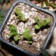 Haworthia turgida x cymbiformis 
