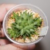 Haworthia reticulata - детка