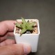 Haworthia reticulata