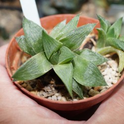 Haworthia magnifica