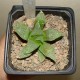 Haworthia magnifica