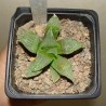 Haworthia magnifica