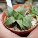 Haworthia magnifica