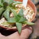Haworthia magnifica