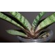 Gasteria batesiana