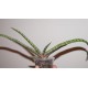 Gasteria batesiana