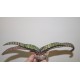 Gasteria batesiana